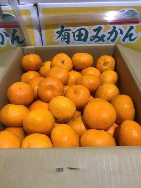 Quýt Tấm Arida Mikan Nhật Bản thumbnail 2