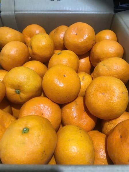 Quýt Tấm Arida Mikan Nhật Bản - Image 1