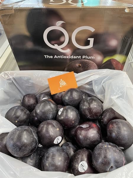 Mận Nữ Hoàng QG Úc - Image 1