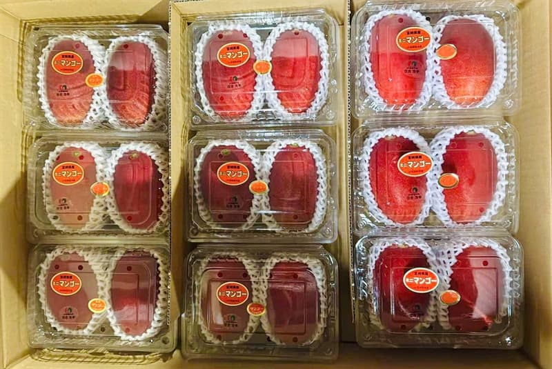 Xoài Đỏ Mặt Trời Nhật Bản - Hộp 2 Quả