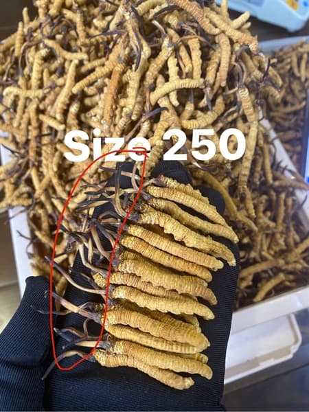 Đông Trùng Hạ Thảo Tây Tạng Size 25 - Hộp 10gr - Image 1
