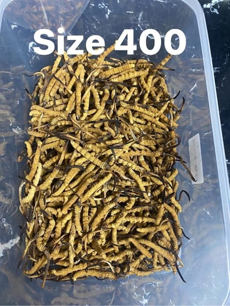 Đông Trùng Na Khúc Tây Tạng Size 40 ( 10 G ) thumbnail 2